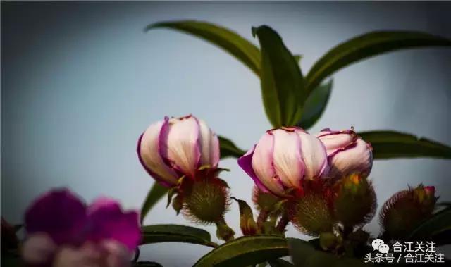 暴牙郎的药用,暴牙郎的神奇功效