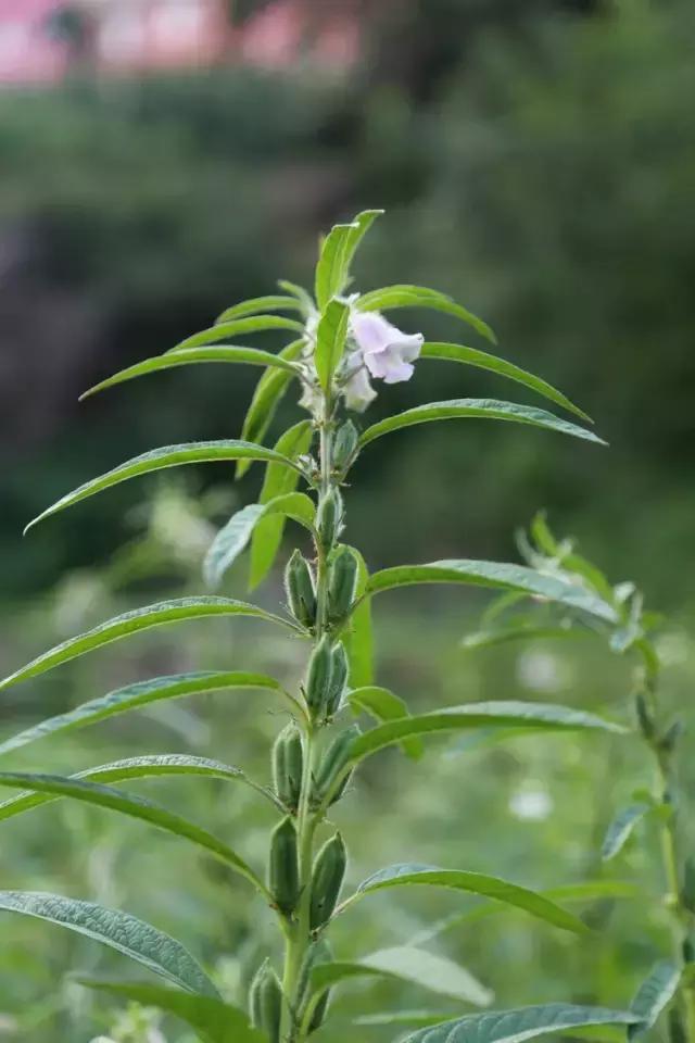 山西历山舜王坪大草原攻略,看云海高山草甸的地方
