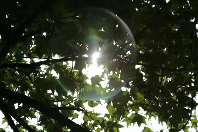 山西历山舜王坪大草原攻略,看云海高山草甸的地方