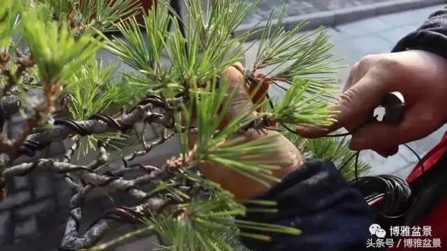 清逸园，一座闹中取静的“文人园林”