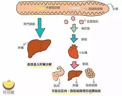 月饼怎么吃才不会成为甜蜜的负担,月饼怎么回油又快又好