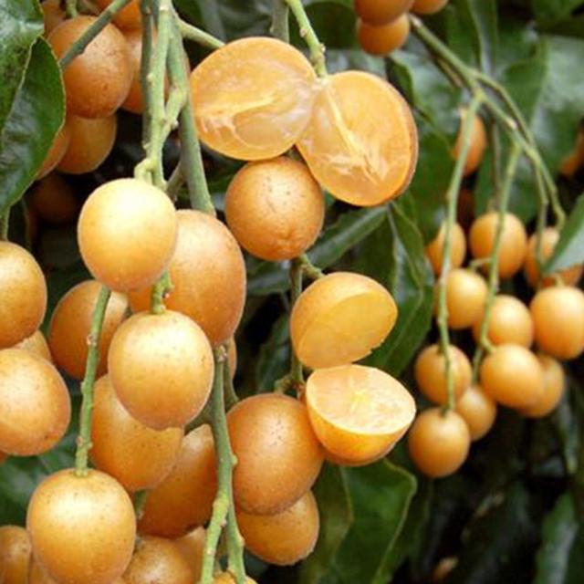 精明女人早就不种花草了，都在种这些果树苗，好看还好吃