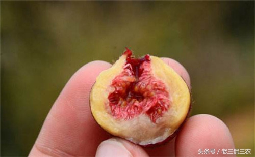 这些野果你都吃过吗,这些野果你们都吃过吗