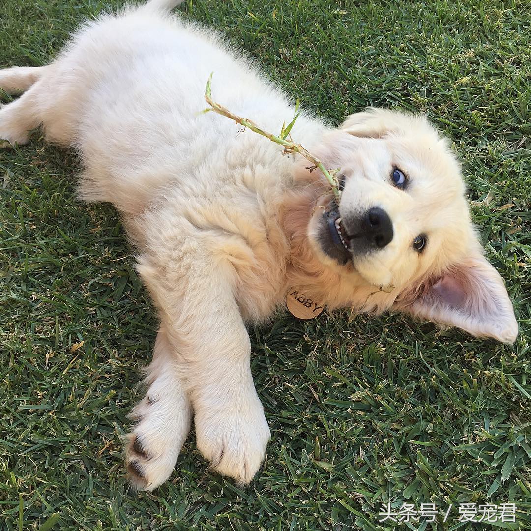 如何去除室内养宠物的异味,家中爱宠体味浓重清除宠物异味