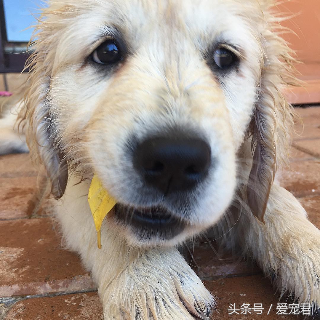如何去除室内养宠物的异味,家中爱宠体味浓重清除宠物异味