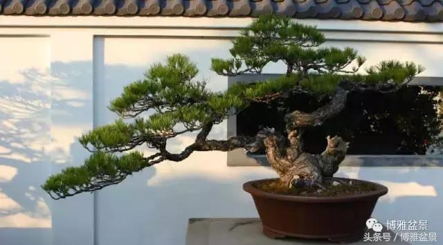 清逸园，一座闹中取静的“文人园林”