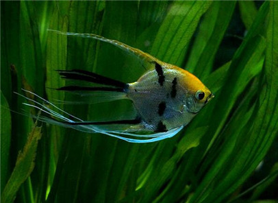 神仙鱼防止寄生虫,神仙鱼用什么药治疗