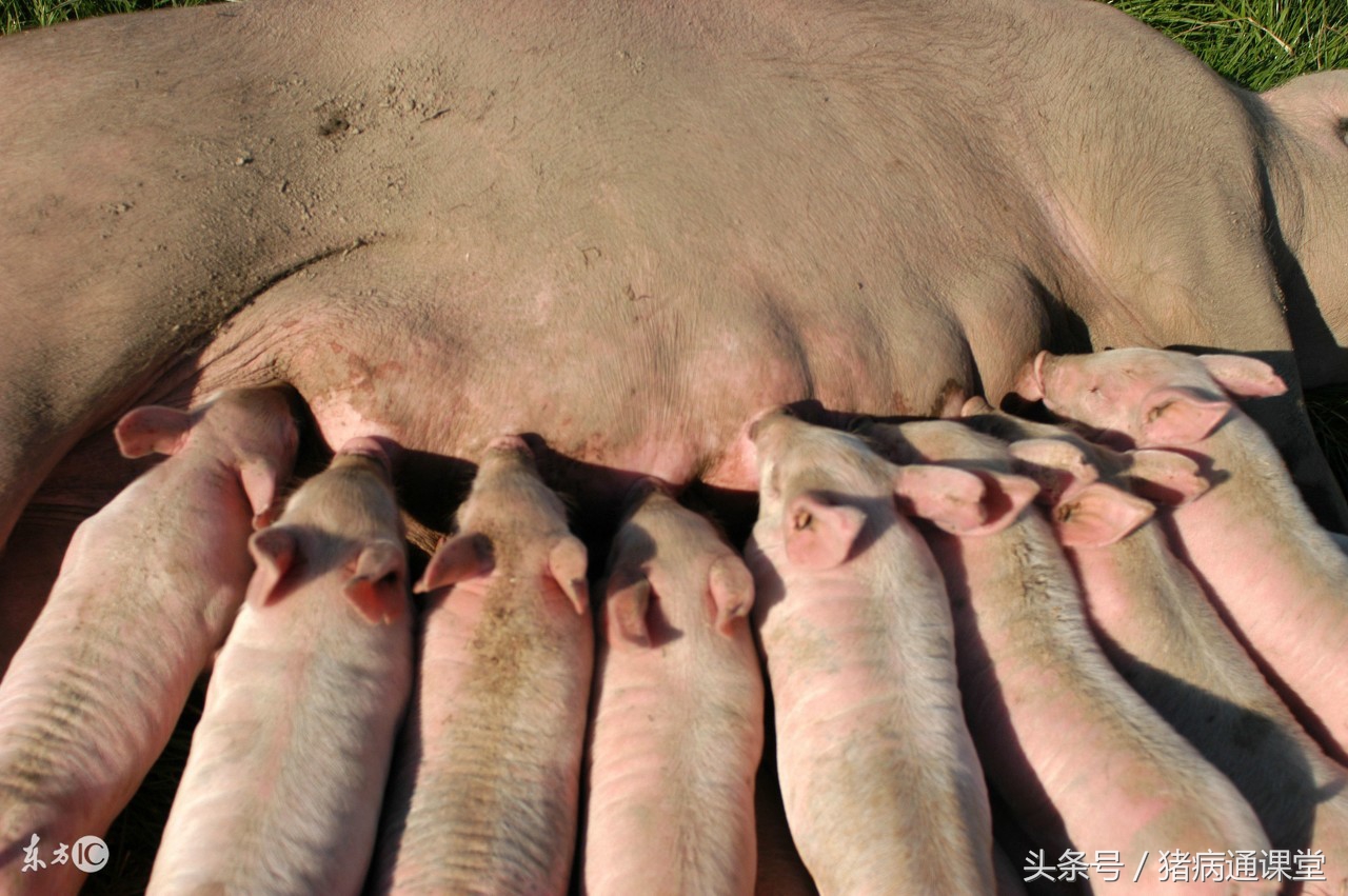 如何给母猪助产,母猪助产绳怎么使用