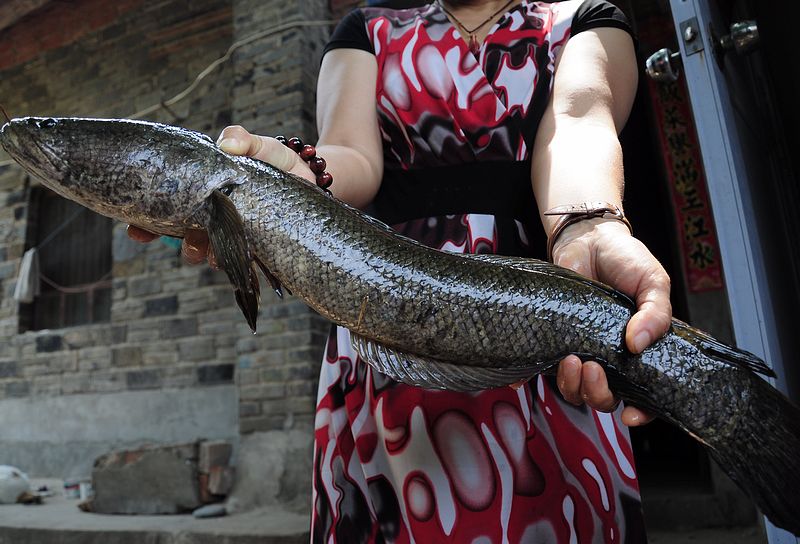 专家说鱼头小孩不能吃,鱼头哪一部分是小孩不能吃的