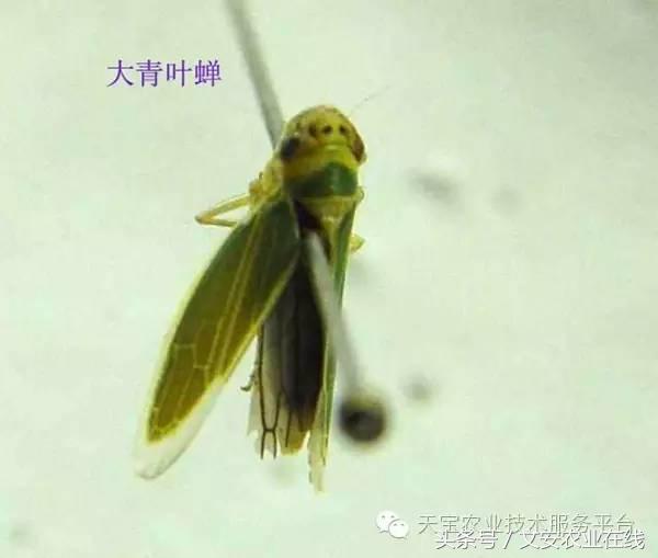 家用杀虫剂喷雾十大品牌,内吸性杀虫剂十大排行