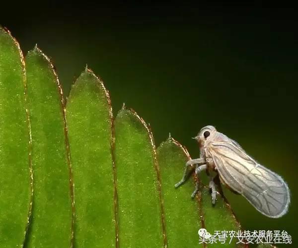 十大杀卵杀虫剂,内吸性杀虫剂十大排行