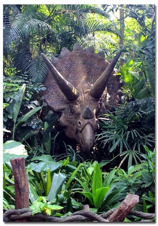 长隆野生动物世界抱考拉,考拉长隆野生动物园