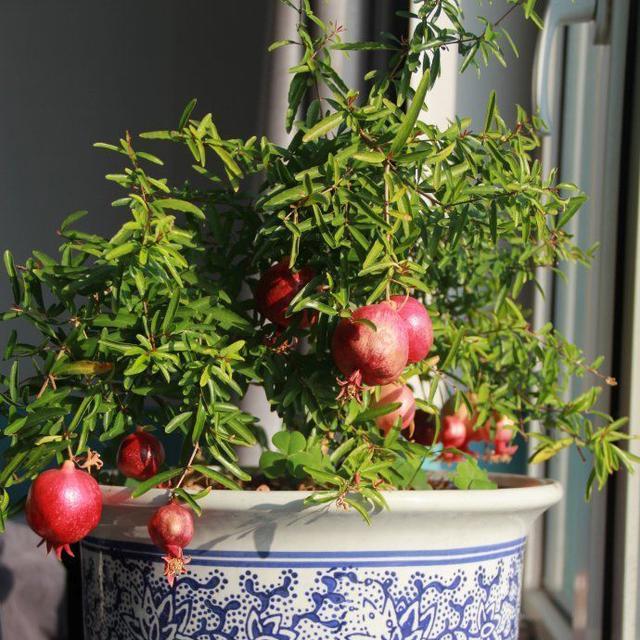 精明女人早就不种花草了，都在种这些果树苗，好看还好吃