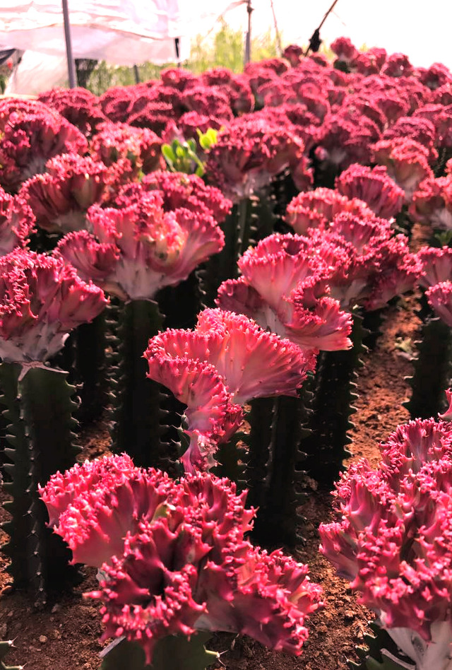 彩春峰多肉,春峰多肉植物图片大全