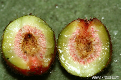 这些野果你都吃过吗,这些野果你们都吃过吗