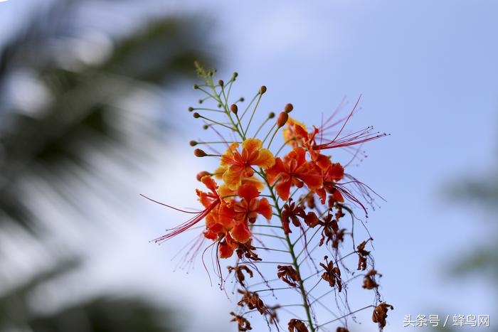 佳能50mm定焦镜头1.2样张,佳能50mmf1.4