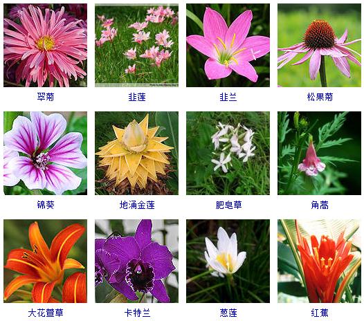 这100多种观花植物，花期都是秋天，此时不养更待何时