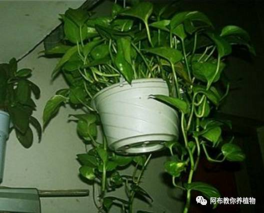 绿萝绿植怎么养活得快呢,绿萝植物养殖小知识