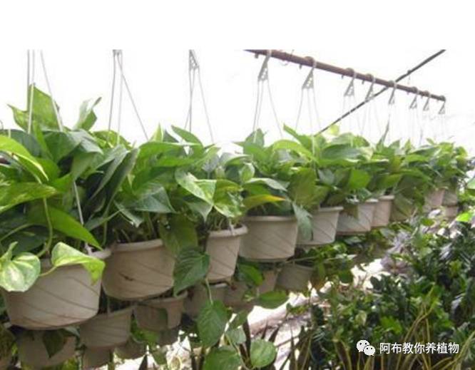 绿萝绿植怎么养活得快呢,绿萝植物养殖小知识