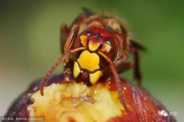 每个果子里都藏着一只蜜蜂！你认识这种无所不能的“神物”吗