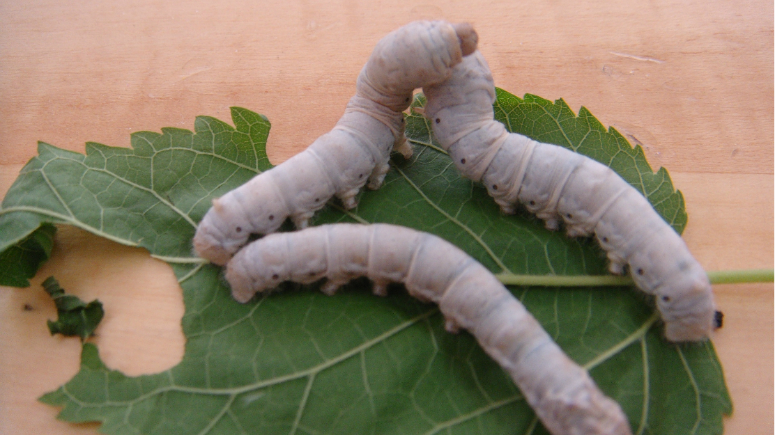 大家为什么养蚕宝宝,你们养过蚕宝宝吗