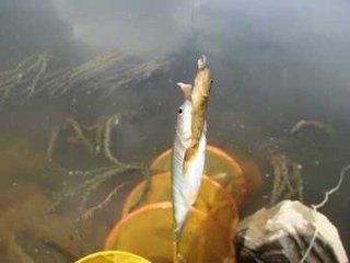 野钓的时候怎么避开小杂鱼,如何避开小杂鱼的钓法