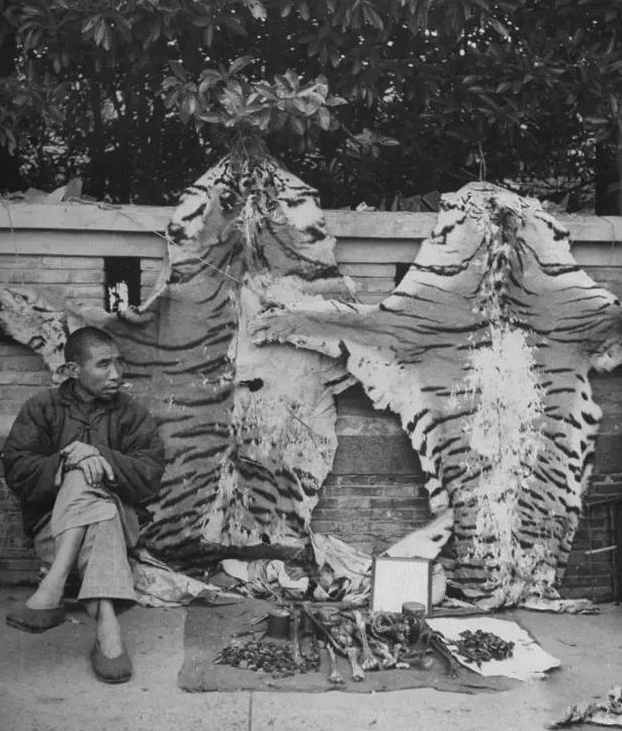 民国时期中药店，敢养这个动物，药店老板胆子太大了！