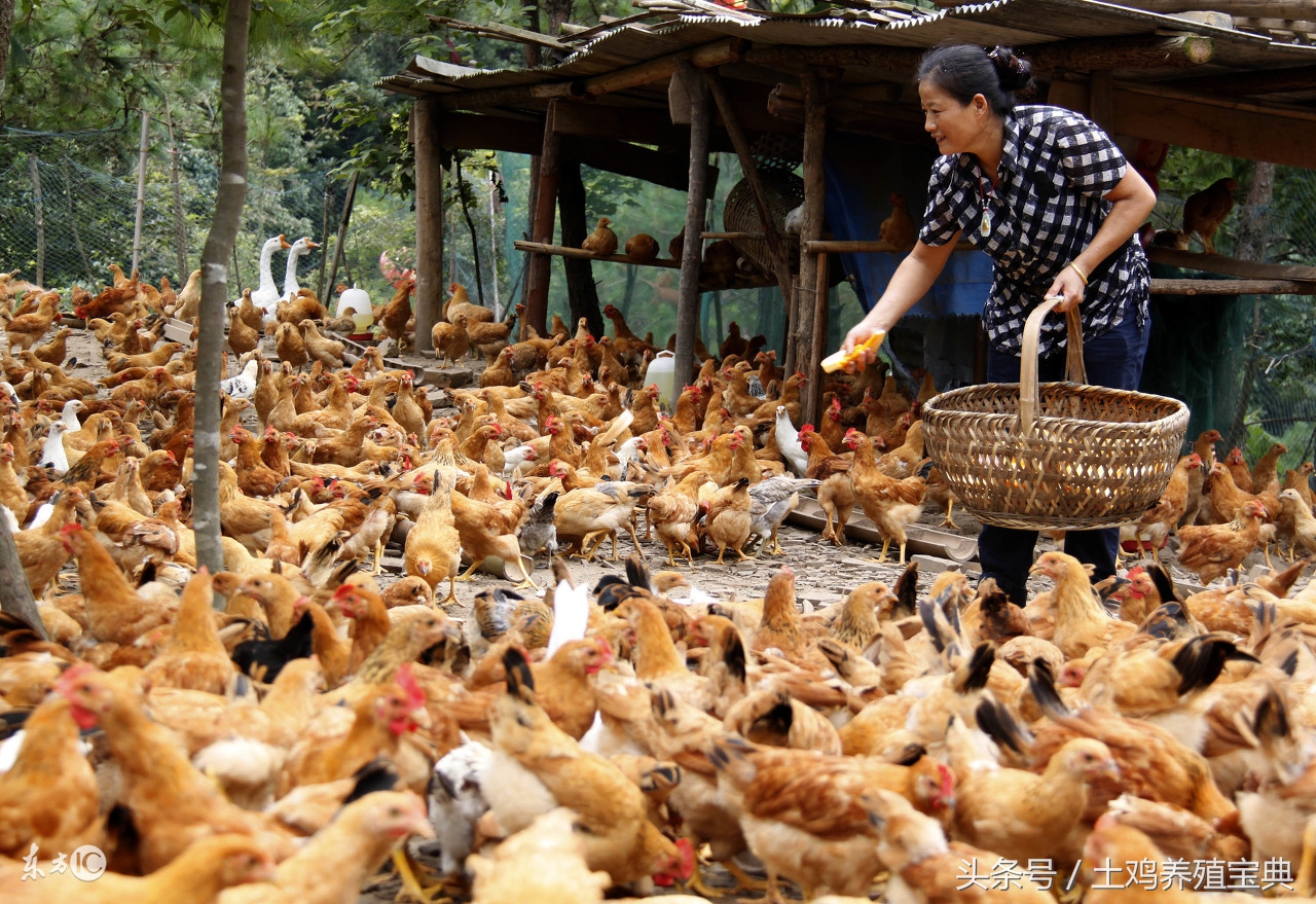 土鸡的鸡爪子怎么弄干净,土鸡长鸡痘怎么办