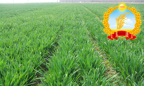 周麦32的优点和缺点,周麦45小麦品种介绍产量多少