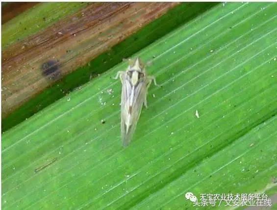 家用杀虫剂喷雾十大品牌,内吸性杀虫剂十大排行