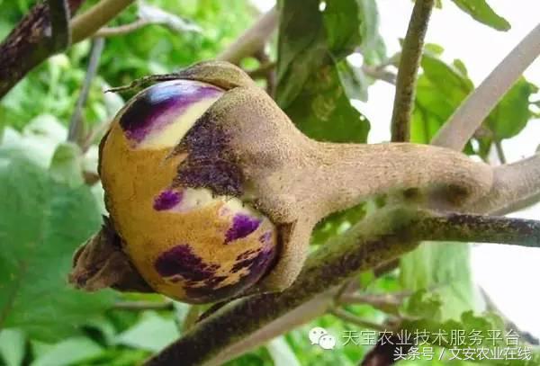 十大类杀虫剂详解不容错过,十大类型杀虫剂