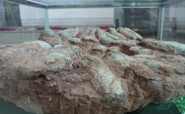 科学家猜测恐龙灭绝的原因是什么,科学家称恐龙还未灭绝