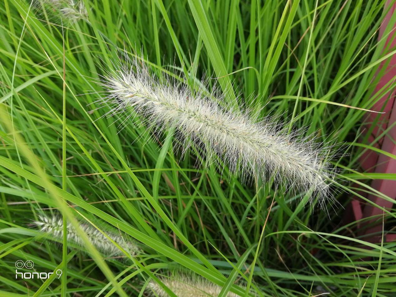 荣耀v9和荣耀9的性能有什么区别,荣耀9和荣耀v9哪个好值得买