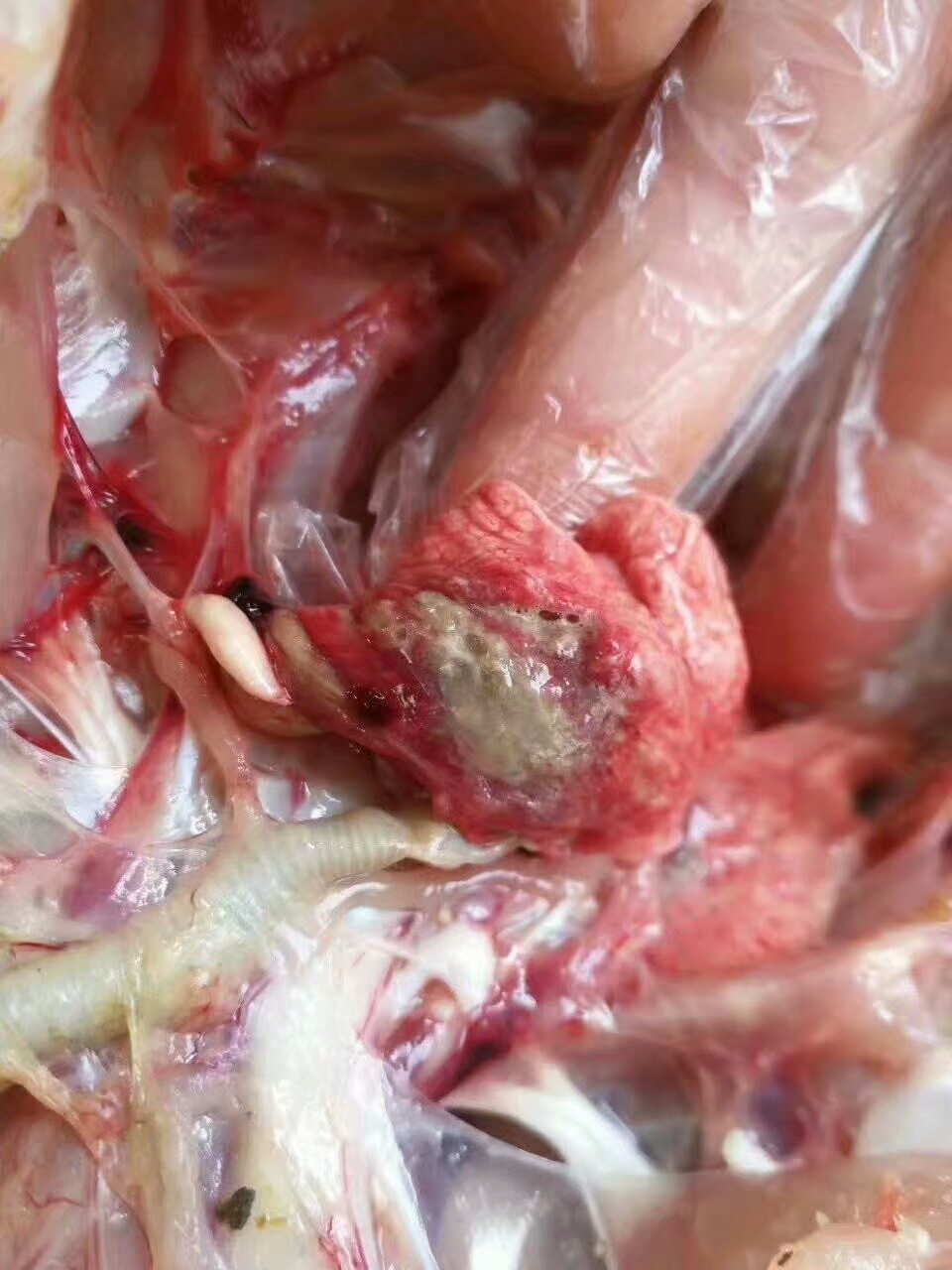 霉菌毒素对养鸡生产的影响