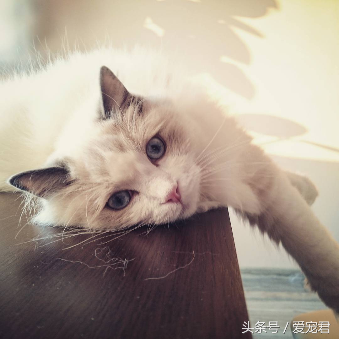 猫咪郁闷可吃什么药,猫咪爱抓东西怎么解决呢