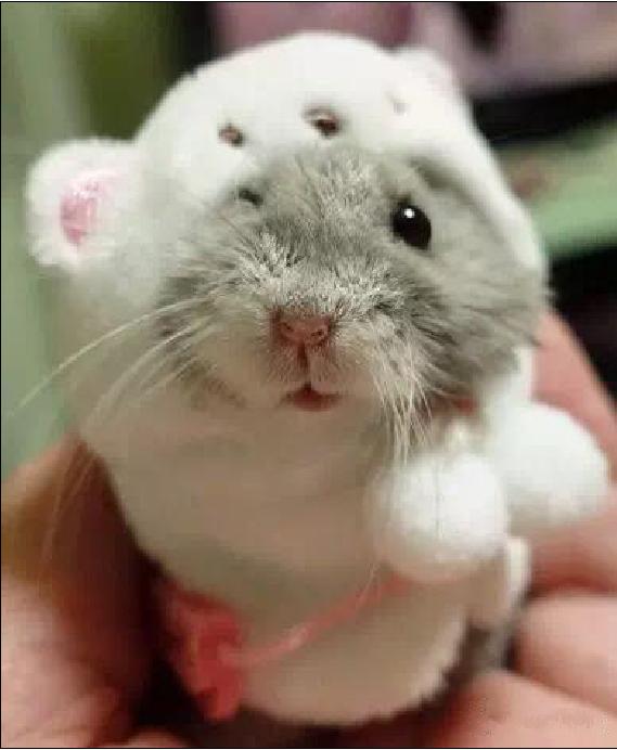 仓鼠宠物攻略,仓鼠宠物的小教程