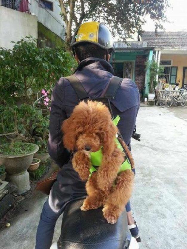 用旧帆布包自制狗狗背包,狗主人背包