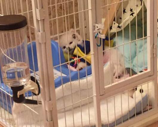 深圳新瑞鹏宠物医院,深圳叮当宠物医院罗湖分院