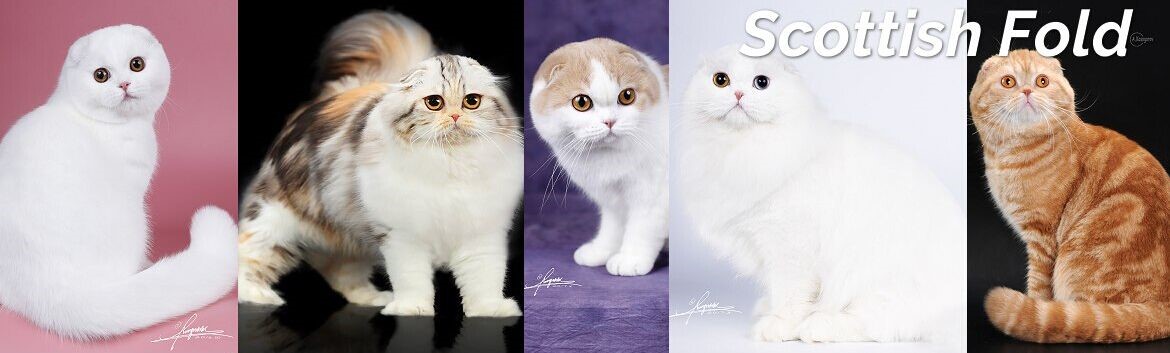 不同品类的猫咪价格,猫咪各品种什么价格