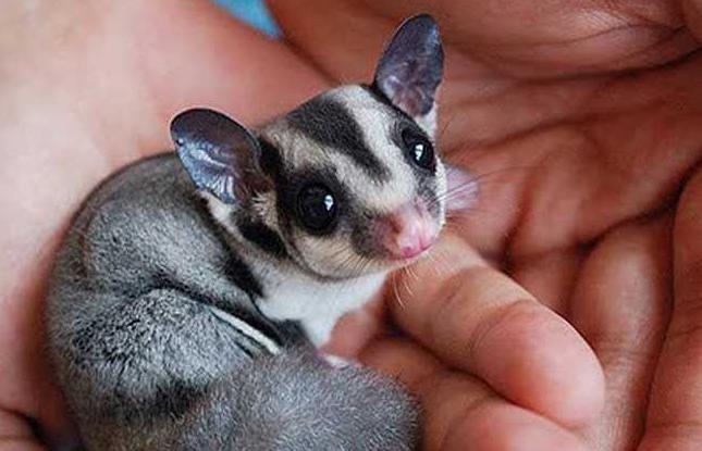 人见人爱的小宠物真是太可爱了,盘点十个让男人羡慕的宠物