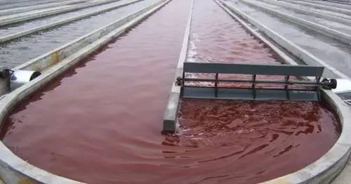 贵宾推荐什么狗粮,比较好的贵宾狗粮