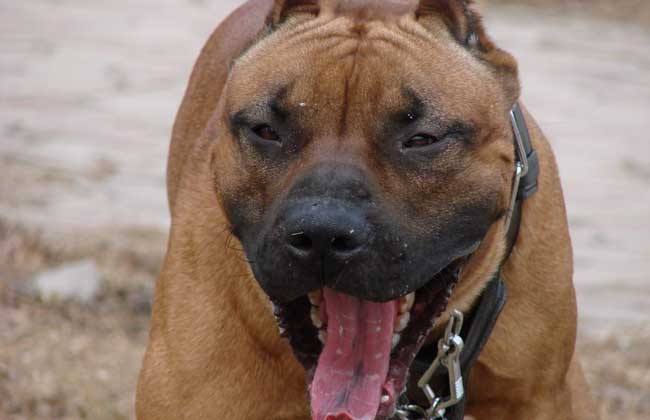 新手好养的四种猛犬,老司机正确的选择