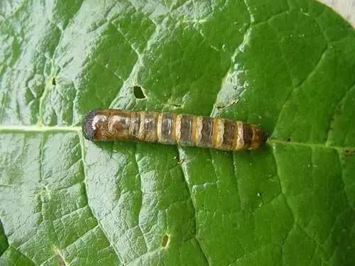 葡萄树干有蛀虫怎么办,葡萄蛀虫