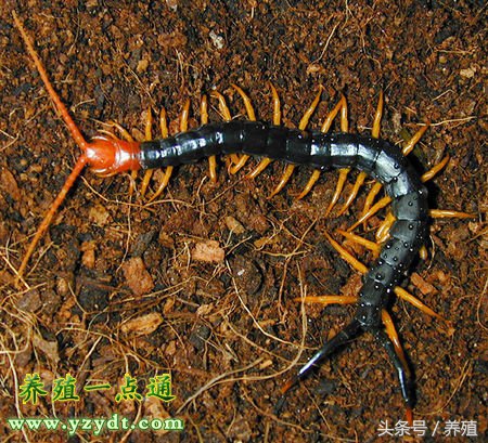 蜈蚣黑斑病怎么治疗,蜈蚣黑斑病的症状及治疗