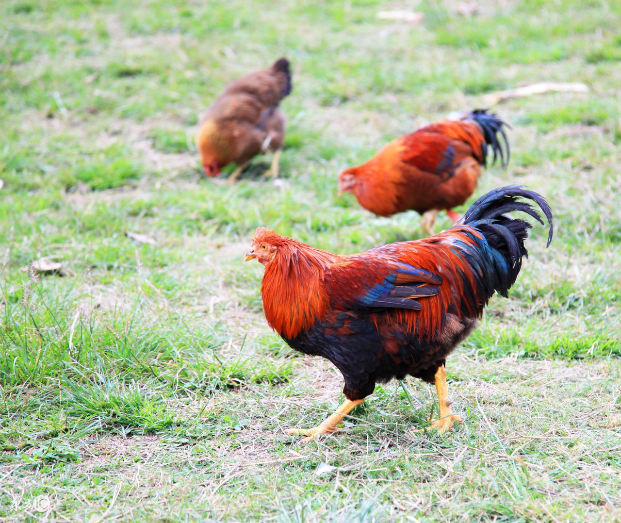 93年属鸡同69年属鸡做生意如何,属鸡人的后半生尤其是69年