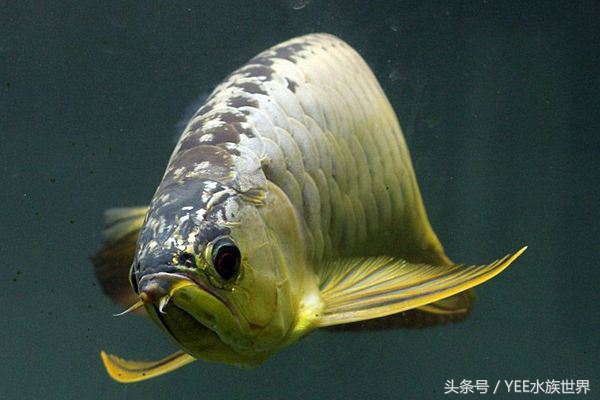 观赏鱼配比表大全,观赏鱼口粮怎么挑选