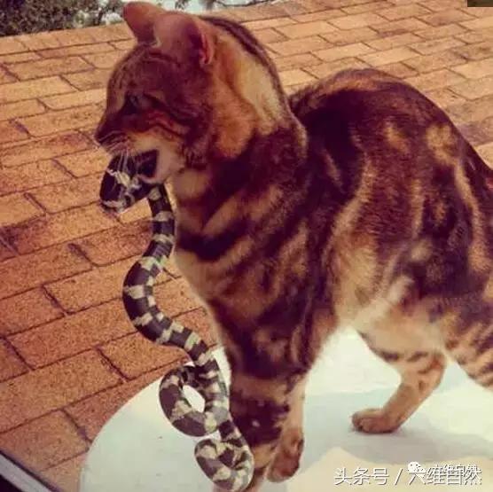 两只猫抓蛇,猫抓蛇还把蛇吃了