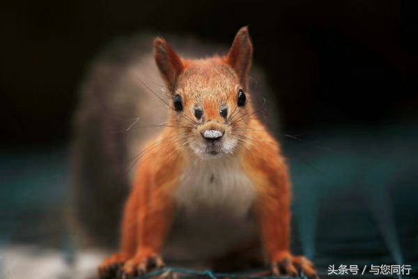 雪地松鼠可爱视频,雪地松鼠卖萌