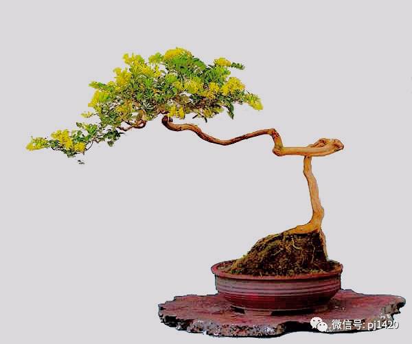 50种盆景树图片大全,50种盆景植物图片大全