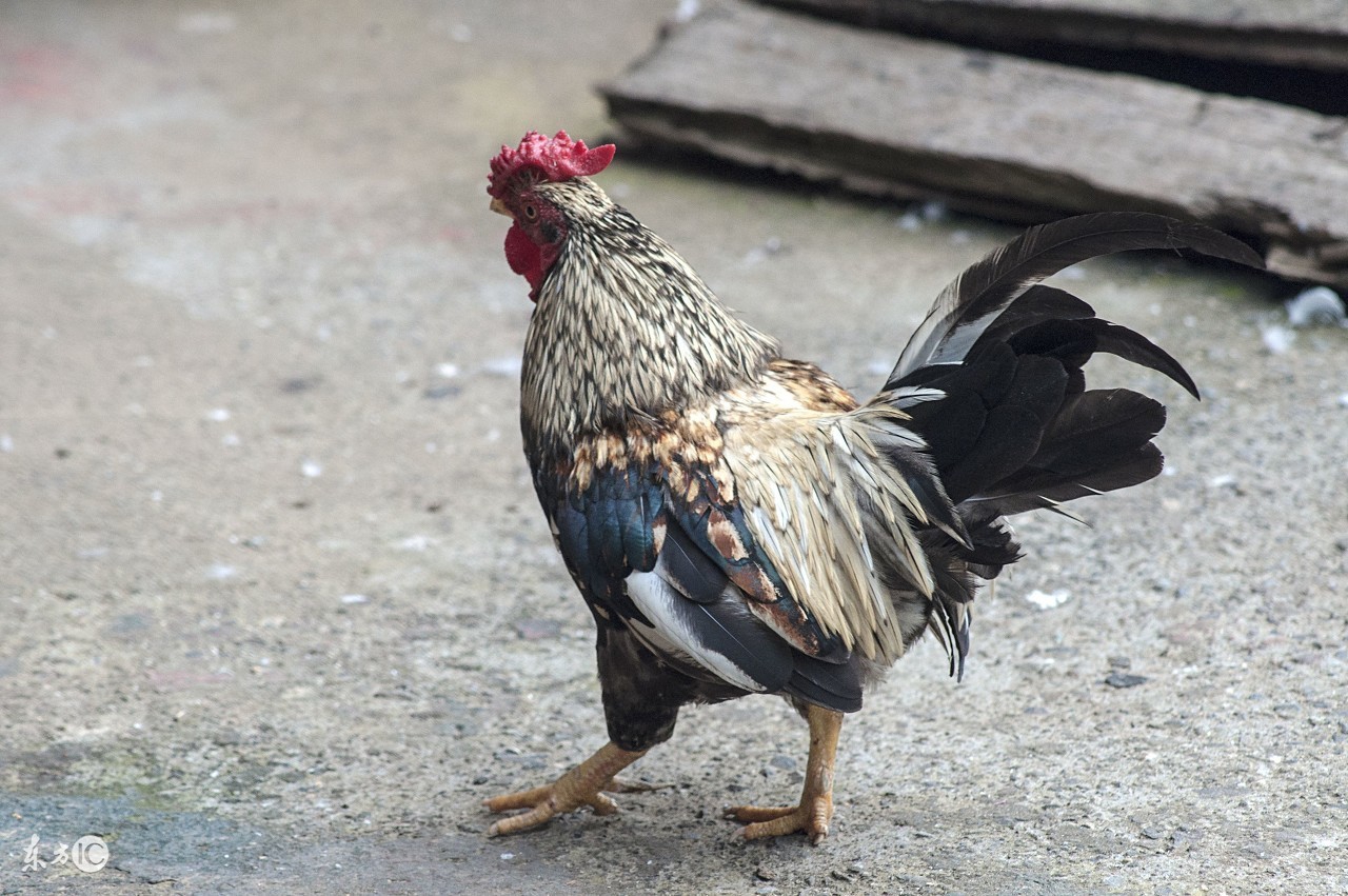 养鸡人为什么不吃鸡,鸡为什么不能喂得太饱